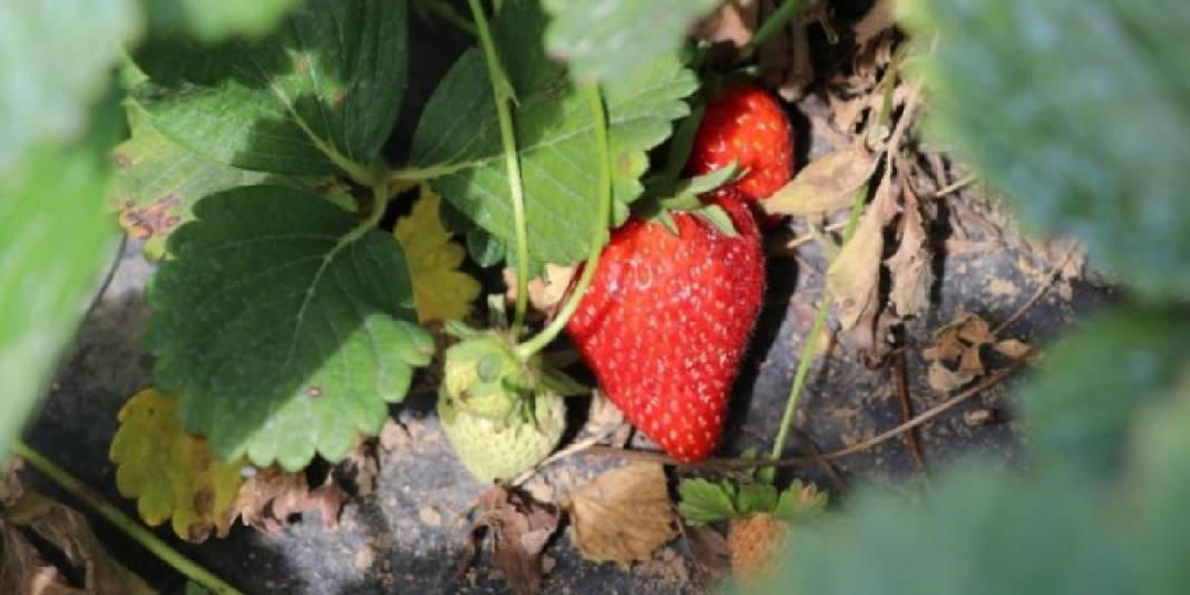 Reçellerin gözdesi sason çileğinin hasadı gecikti: Hangi hastalıklara iyi geliyor, faydaları neler? 4